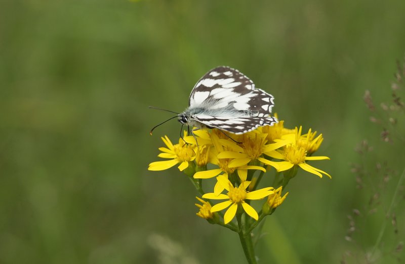 DEMI-DEUIL sur fleur de séneçon à feuilles d'adonis. Forêt d'Orléans. JOËL LIEGARD